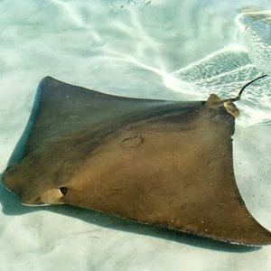 Meet your Posher, Alexa